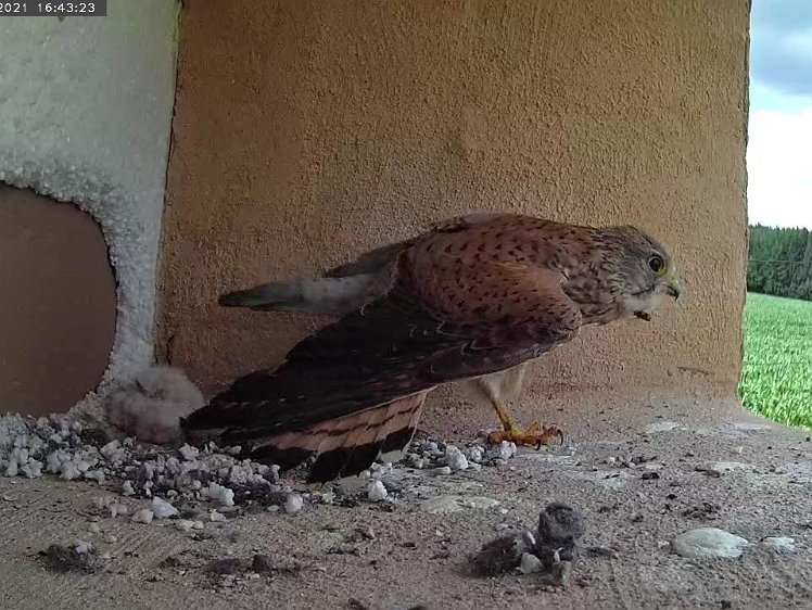 Frame_2021-07-10_16-43-23